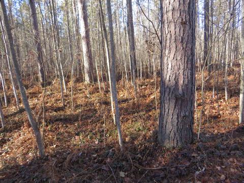 1940 W Winegars Rd, Gladwin, MI 48624 photo 26