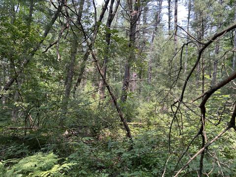 00 W Garfield Ave, Baldwin, MI 49304