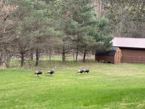 8917 E 64th St, Chase, MI 49623 photo 8