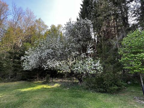 11060 Nolan Rd, Gladwin, MI 48624 photo 18