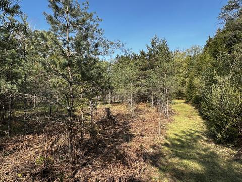 11060 Nolan Rd, Gladwin, MI 48624 photo 51