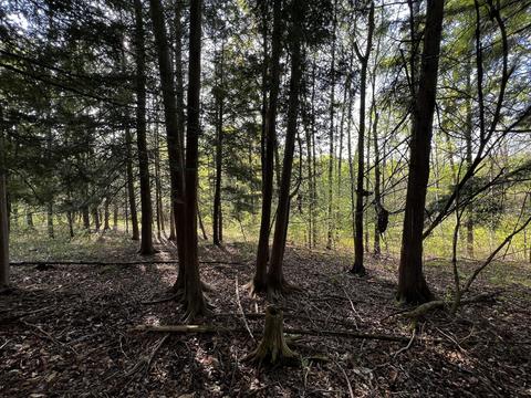11060 Nolan Rd, Gladwin, MI 48624 photo 56