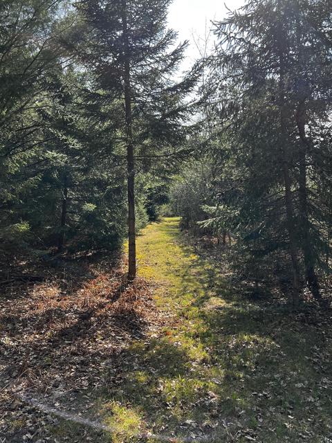 11060 Nolan Rd, Gladwin, MI 48624 photo 31