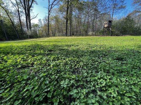 11060 Nolan Rd, Gladwin, MI 48624 photo 96