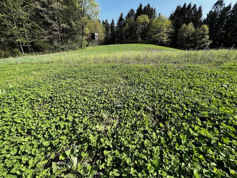 11060 Nolan Rd, Gladwin, MI 48624 photo 22