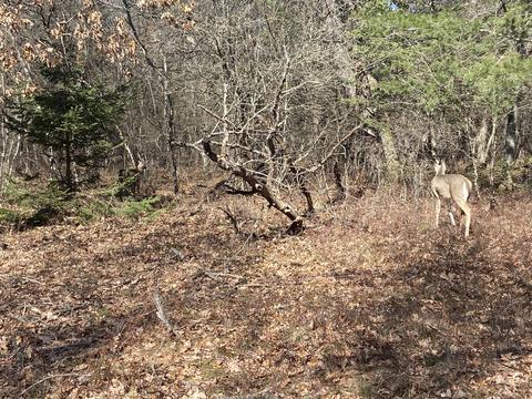 5130 N Access Rd, Irons, MI 49644 photo 19