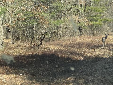 5130 N Access Rd, Irons, MI 49644 photo 20