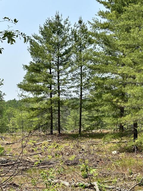 8318 E Koenig Rd, Irons, MI 49644 photo 7