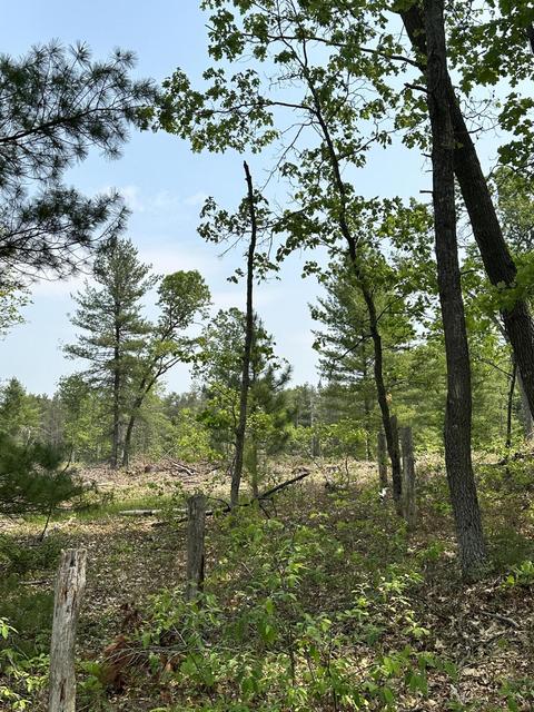 8318 E Koenig Rd, Irons, MI 49644 photo 5