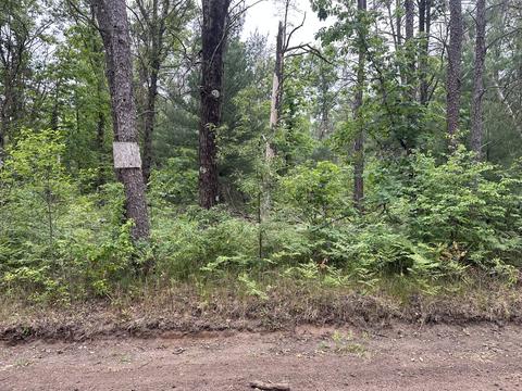 Maloy Avenue, Baldwin, MI 49304 photo 4