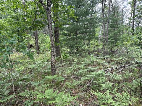 Maloy Avenue, Baldwin, MI 49304 photo 2