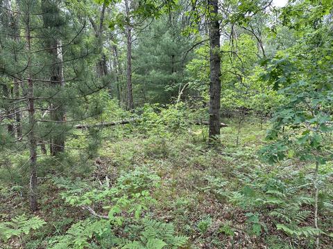 Maloy Avenue, Baldwin, MI 49304 photo 3