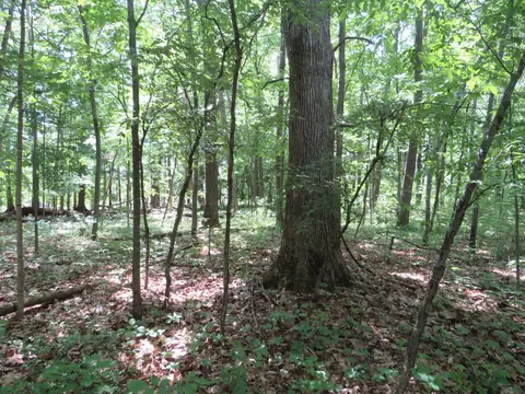 2347 W Maple Rd, Perrinton, MI 48871 photo 44
