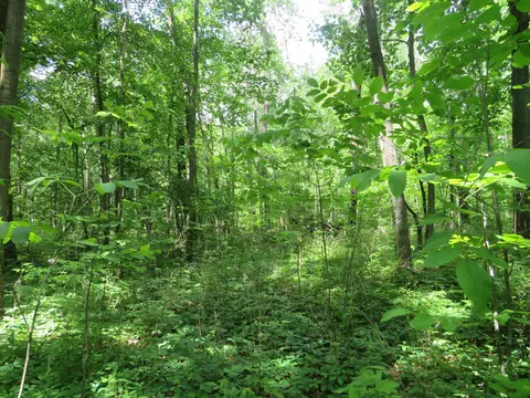 2347 W Maple Rd, Perrinton, MI 48871 photo 39