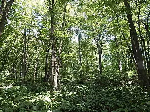 6111 Clise Rd, Bath, MI 48808 photo 58