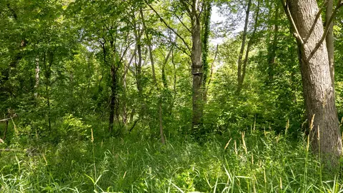 6111 Clise Rd, Bath, MI 48808 photo 47