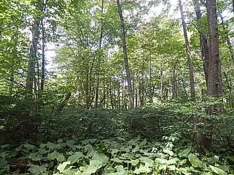 6111 Clise Rd, Bath, MI 48808 photo 63