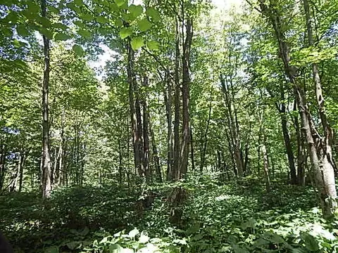6111 Clise Rd, Bath, MI 48808 photo 59