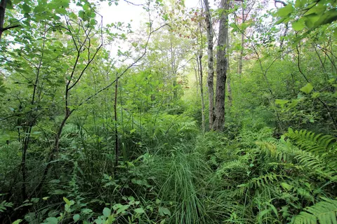 Baseline Road, White Cloud, MI 49349 photo 15