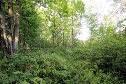Baseline Road, White Cloud, MI 49349 photo 13