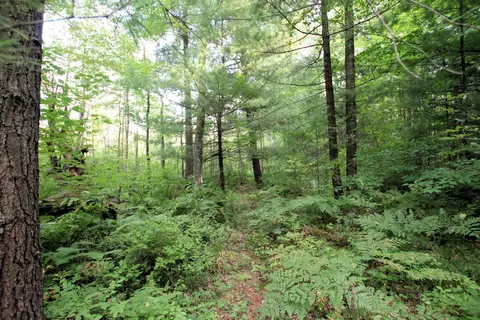 Baseline Road, White Cloud, MI 49349 photo 19