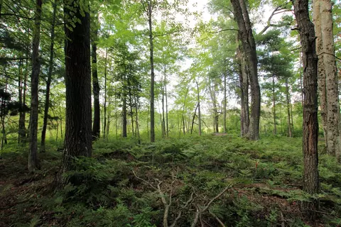 Baseline Road, White Cloud, MI 49349 photo 30
