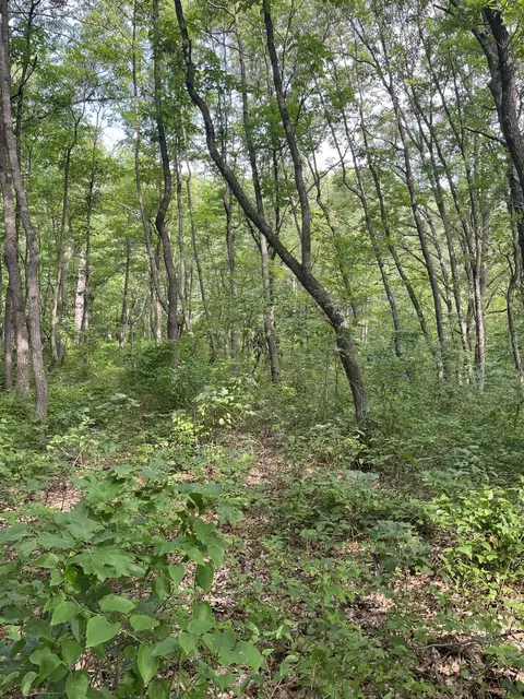 V/l 50th Street, Pullman, MI 49450 photo 3