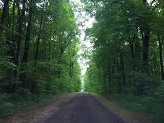 9650 Liss Rd, Willis, MI 48191 photo 2