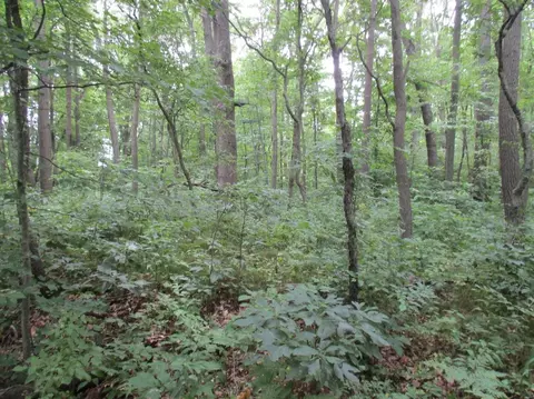 12169 Oelke Rd, Maybee, MI 48159 photo 39