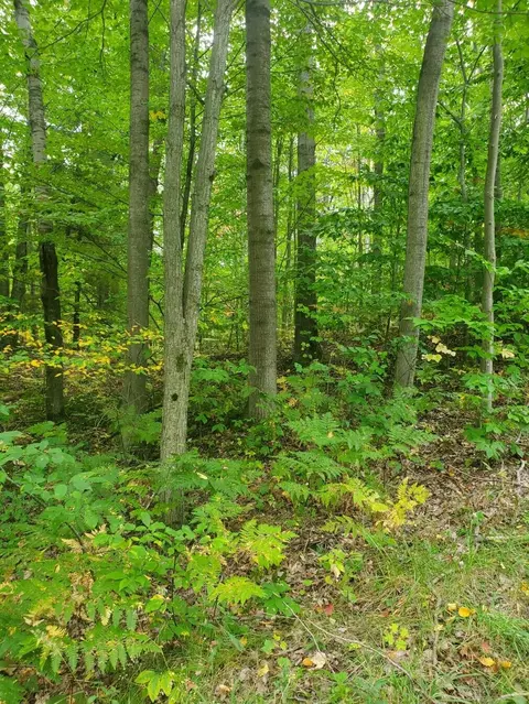 6721 Sassafras Rd, Ludington, MI 49431