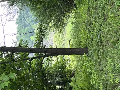 Vl E Dexter Tral Trail, Dansville, MI 48819
