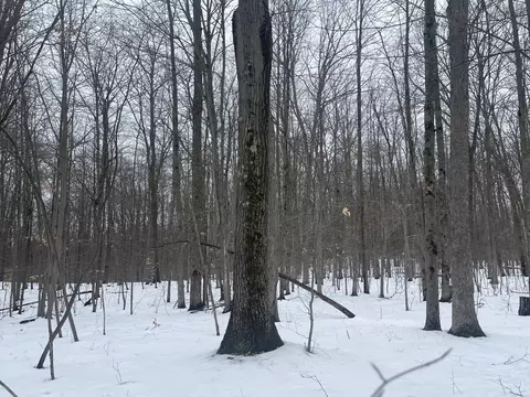 V/l Keith Rd, Brethren, MI 49619 photo 9