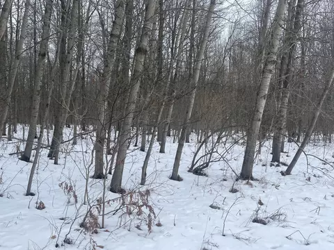 V/l Keith Rd, Brethren, MI 49619 photo 3