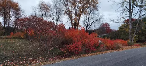 lot215 E Shore Dr, Stanton, MI 48888 photo 2