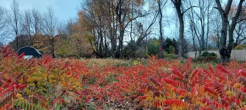 lot215 E Shore Dr, Stanton, MI 48888