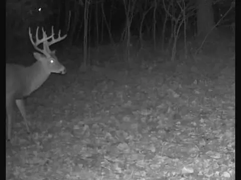 V/l Round Lake Rd, Big Rapids, MI 49307