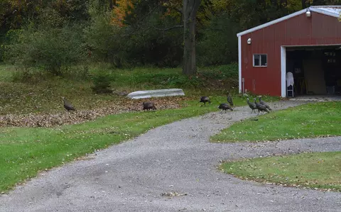 View/Area - 19299 Williamsville Rd, Gregory, MI 48137 photo 9 of 9