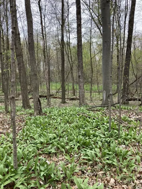 Other - 7430 Frank Rd, Reading, MI 49274 photo 27 of 30