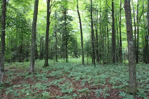 0 Vl Napper Rd, Herron, MI 49744 photo 20