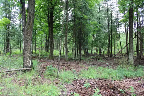 0 Vl Napper Rd, Herron, MI 49744 photo 17
