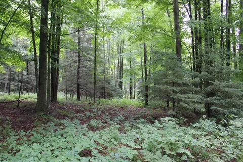 0 Vl Napper Rd, Herron, MI 49744 photo 22