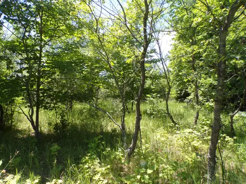 N 9 Road, Mesick, MI 49668 photo 5