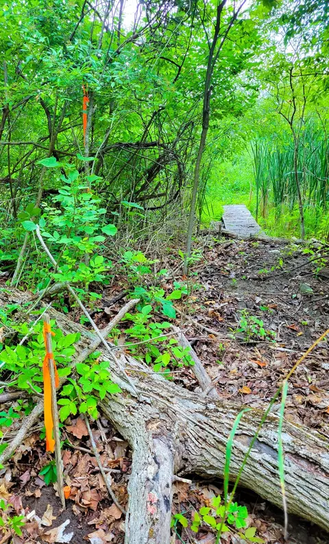 Vl Flat River Trail, Belding, MI 48809 photo 22