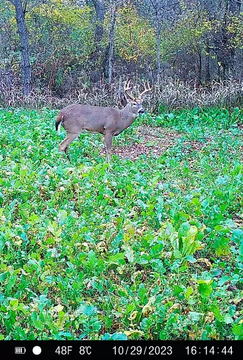 Vl Flat River Trail, Belding, MI 48809 photo 37