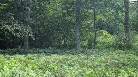 v/l wetland trail, Custer, MI 49405