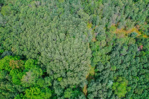 V/l Forest Drive Parcel 7, Cadillac, MI 49601