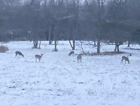 Johnson Road, Kaleva, MI 49645 photo 31