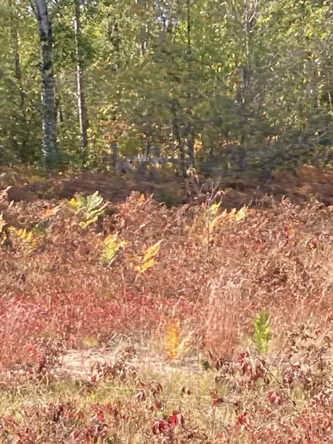 Parcel A Iswana Trail, Frederic, MI 49733 photo 2