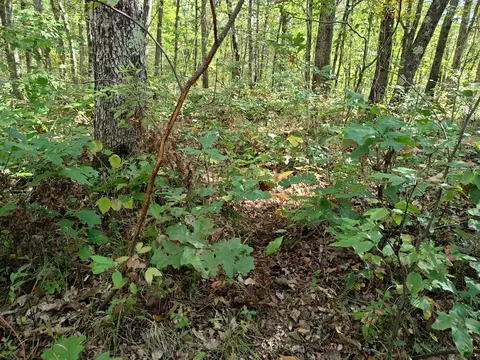 Vl S Walnut Ave, White Cloud, MI 49349 photo 20
