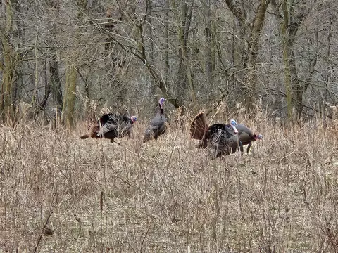 Crooked Creek Road, Cassopolis, MI 49031